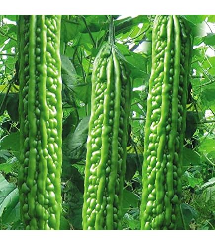 Bitter Melon Gourd 10 Seeds, Japanese Long (Asian Vegetable